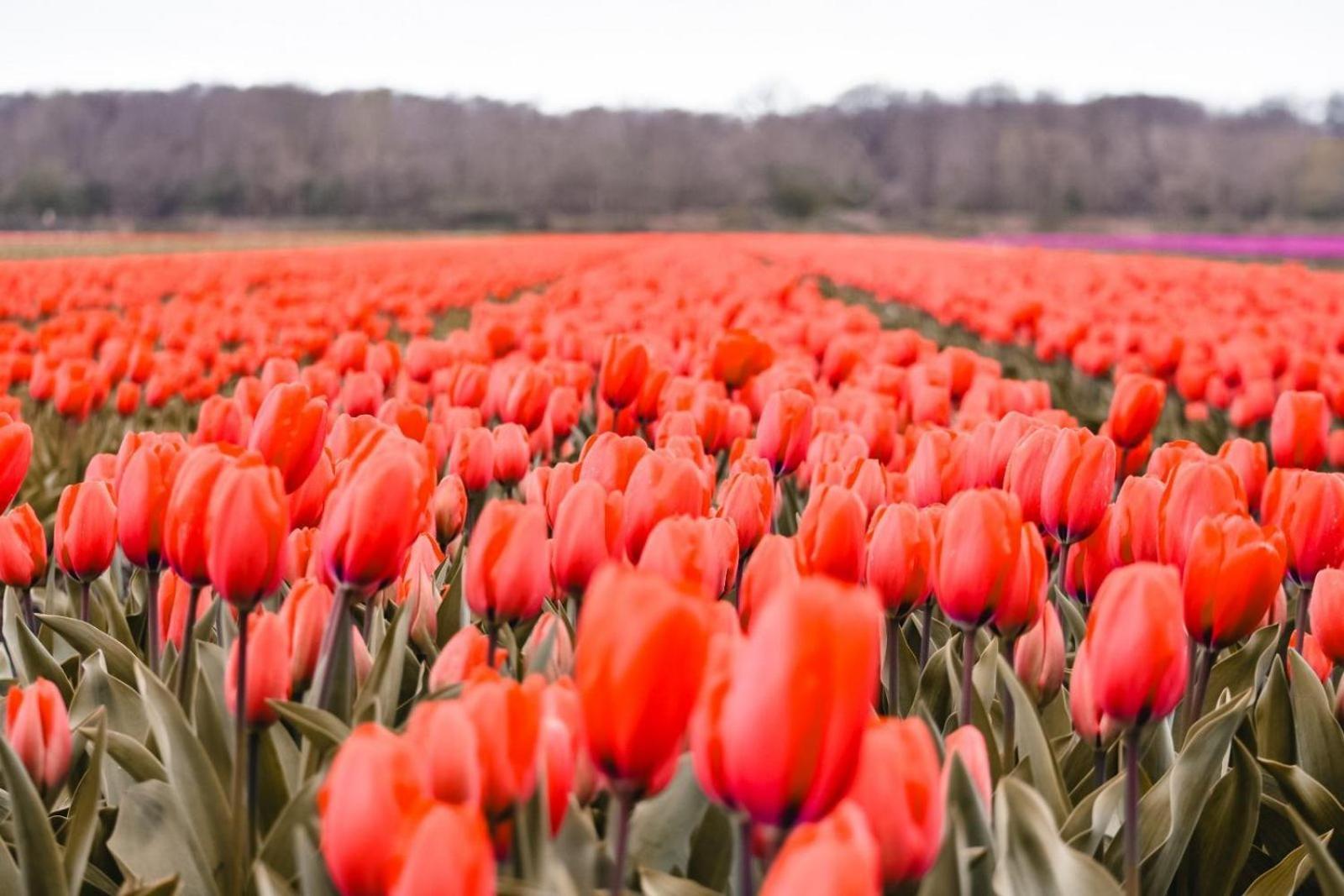 Marinapark Residentie Bloemendaal Hotel Vogelenzang Luaran gambar