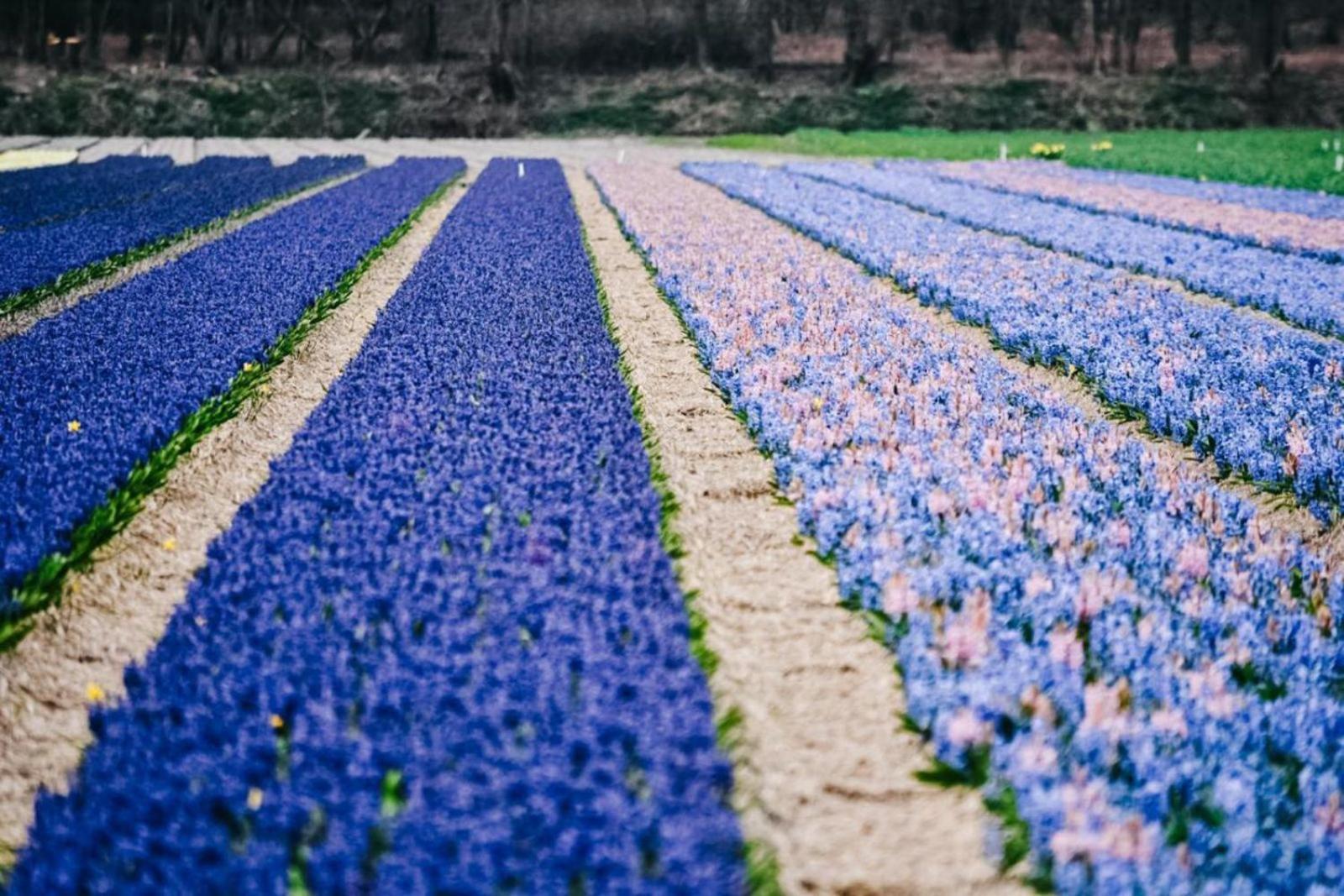 Marinapark Residentie Bloemendaal Hotel Vogelenzang Luaran gambar